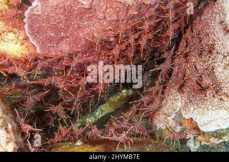 Colony of camel shrimp (Rhynchocinetes durbanensis) in column of coral reef, Pacific Ocean, Bali, Indonesia Stock Photo