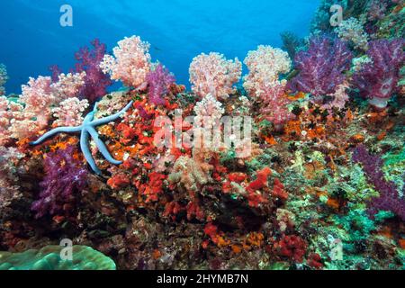 Living coral reef with colourful soft corals (Dendronephthya), on the left blue linckia (Linckia laevigata), Hin Muang reef, Andaman Sea, Thailand Stock Photo