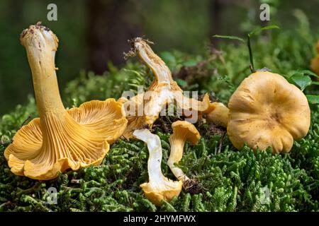 chanterelle (Cantharellus cibarius), harvested und sometimes halved fruiting bodies, Germany, Bavaria Stock Photo