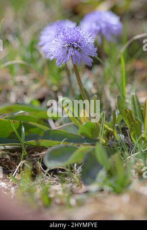 Globe daisy (Globularia nudicaulis), blooming, Germany, Bavaria Stock Photo