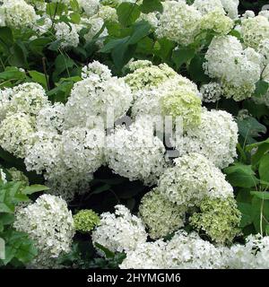 Wild hydrangea (Hydrangea arborescens 'Annabelle', Hydrangea arborescens Annabelle), blooming, cultivar Annabelle Stock Photo