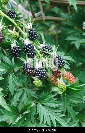 shrubby blackberry (Rubus fruticosus 'Thornless Evergreen', Rubus fruticosus Thornless Evergreen), fruits on a branch, cultivar Thornless Evergreen Stock Photo