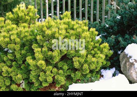 Mountain pine, Mugo pine, Dwarf Mountain Pine (Pinus mugo 'Wintergold', Pinus mugo Wintergold), cultivar Wintergold, winter gold, Bundesrepublik Stock Photo