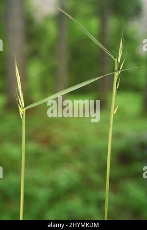 false oat-grass, tall oat-grass, tall oatgrass (Arrhenatherum elatius), two inflorescences, Germany, Bavaria Stock Photo