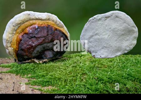 Red Banded Polypore, Red-banded Polypore, Red belted Bracket, Red-belted Bracket (Fomitopsis pinicola, Fomes pinicola, Fomes marginatus), fruiting Stock Photo