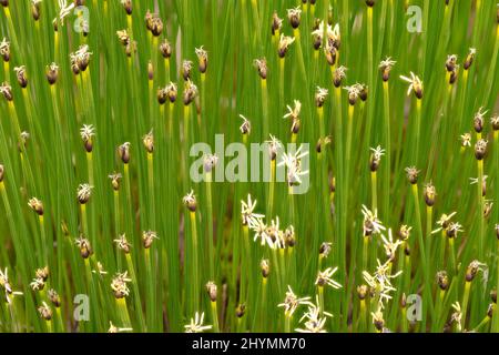 Deergrass, Deers hair (Trichophorum cespitosum), blooming, Germany, Bavaria, Murnauer Moos Stock Photo