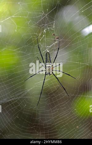 orb-weaver (Nephila spec.), spider in its web, Thailand, Khao Yai National Park Stock Photo