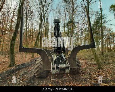 forwarder in the forest, Germany Stock Photo