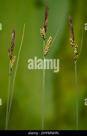 Common sedge (Carex nigra), three inflorescences, Germany, Bavaria Stock Photo