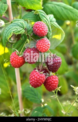 European red raspberry (Rubus idaeus 'Pokusa', Rubus idaeus Pokusa), cultivar Pokusa, Germany Stock Photo