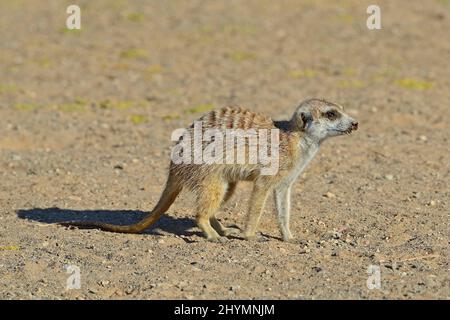 suricate, slender-tailed meerkat (Suricata suricatta), in morning light, Namibia, Keetmanshoop Stock Photo