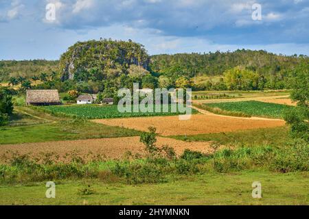 Little farm at the Vinales Valley with mixed cultivation of tobaco, bananas and coffee and stock farming, Cuba, Pinar del Rio, Vinales Stock Photo