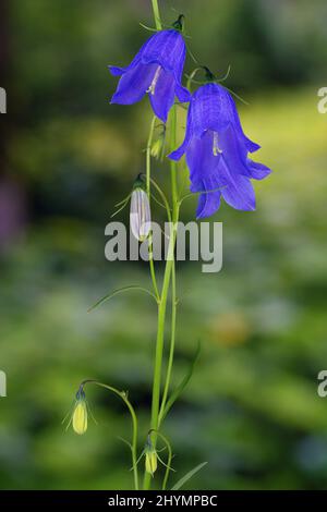 lady's-thimble, scotch bluebell, harebell (Campanula rotundifolia), blooming, Austria, Tyrol, Lechtaler Alpen Stock Photo