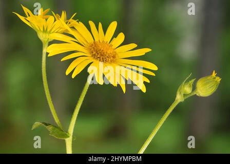 great leopard's-bane (Doronicum pardalianches), flowers and bud, Austria, Tyrol Stock Photo