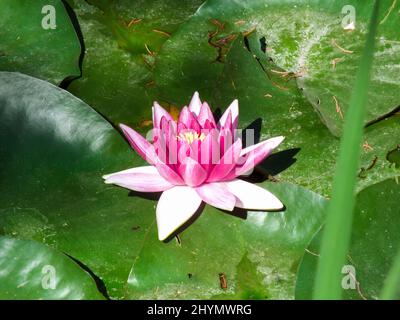 Blooming Pink Lotus Flower, Beautiful Water Lily Floating On Green Leaves, Waterlily Picture, Pure Nature Background, Aquatic Plant, Buddhism Symbol Stock Photo