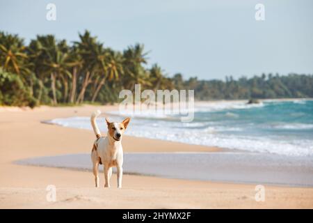 Lonely stray dog walking on idyllic sand beach with palm trees. Beautiful coastline in Sri Lanka. Stock Photo