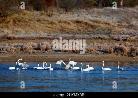 Whooper swan (Cygnus cygnus), resting troop in winter on the Elbe, Middle Elbe Biosphere Reserve, Dessau-Rosslau, Saxony-Anhalt, Germany Stock Photo