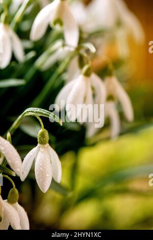 Spring forest snowdrops, beautiful first blossom spring white flowers on moss in wild forest. Nature beauty. Stock Photo