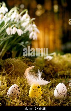 Easter greeting. Quail color eggs with feather in row on moss in spring forest with beautiful first blossom white snowdrops flowers in wild forest at Stock Photo
