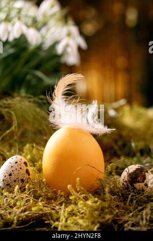 Easter greeting. Quail and chicken color eggs in row on moss in spring forest with beautiful first blossom white snowdrops flowers in wild forest at b Stock Photo