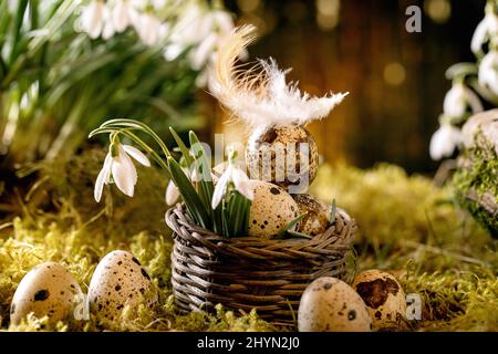 Easter greeting. Basket with quail eggs with feather on moss in spring forest with beautiful first blossom white snowdrops flowers in wild forest at b Stock Photo