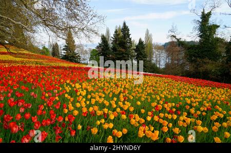 a beautiful spring meadow full of colorful tulips on Flower Island of Mainau with lake Constance (Bodensee) in the background (Germany) Stock Photo