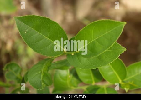 Green fresh lemon leaves. Stock Photo