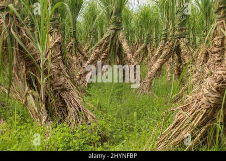 Sugarcane field. Row upon row of sugarcane. Delicious sugar is made from sugarcane. Stock Photo