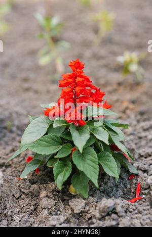 Red salvia flowers in summer in the garden Stock Photo