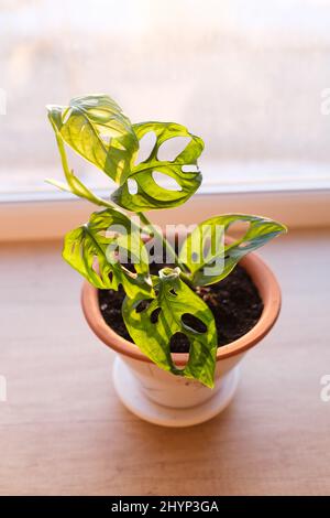 Monstera monkey mask plant in ceramic flower pot illuminated by evening light on the window. Monstera Obliqua or Monstera adansonii. Beautiful Stock Photo