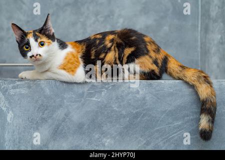 Three colored cats sitting on a loft plaster wall. Stock Photo