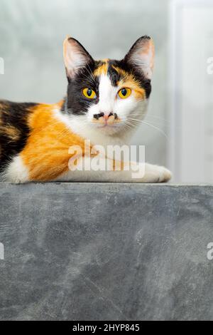 Three colored cats sitting on a loft plaster wall. Stock Photo