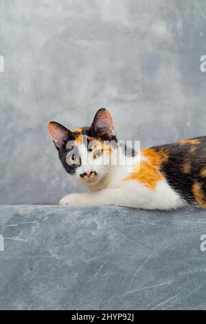 Three colored cats sitting on a loft plaster wall. Stock Photo