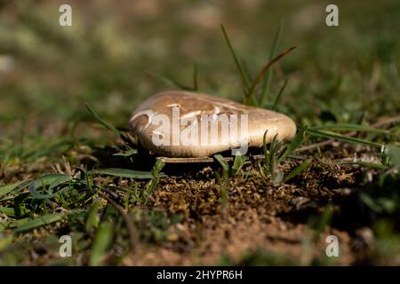 thistle mushroom in the field pleurotus ostreatus Stock Photo