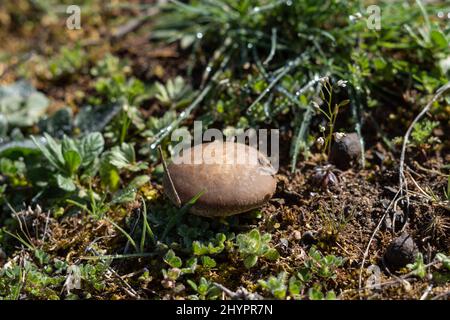 thistle mushroom in the field pleurotus ostreatus Stock Photo