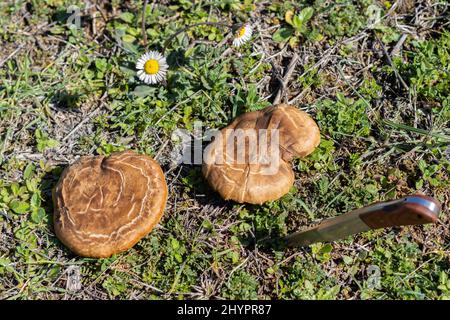 thistle mushroom in the field cut with a razor knife Stock Photo