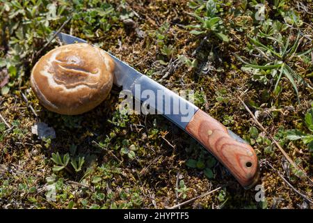 thistle mushroom in the field cut with a razor knife Stock Photo
