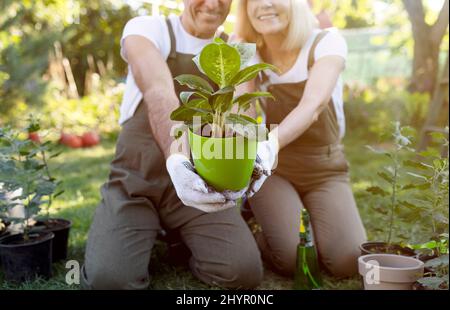 Mature gardeners planting flowers together at backyard, stretching potted plant to camera, selective focus, closeup Stock Photo