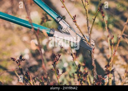 Farmer with pruner shears the branches of rose bush. Pruning plants in the spring garden Stock Photo