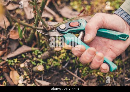 Farmer with pruner shears the branches of rose bush. Pruning plants in the spring garden Stock Photo