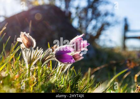 Pasque flowers in backlight on a meadow Stock Photo