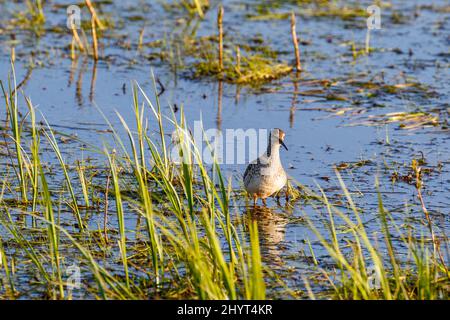 Wood Sandpiper stand among the blade of grass in a wetland Stock Photo