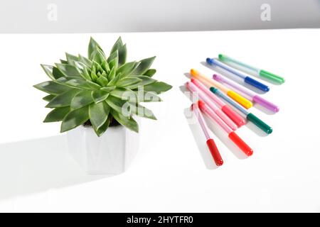 Echeveria in a beautiful ceramic pot and multi-colored felt-tip pens pencils on a beige table. Education concept. Back to school Stock Photo