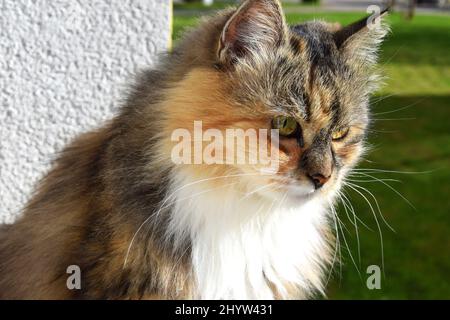 Somali Fluffy Cat 2ドル銀貨 closeup-of-an-angry-looking-