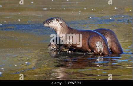 A pair of river otters, Lutra canadensis, snacking on small fish on an ice floe in the Deschutes River in Bend, Oregon. Stock Photo