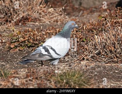 Portrait of a common rock pigeon, or park pigeon, foraging on the ground in central Oregon. Stock Photo