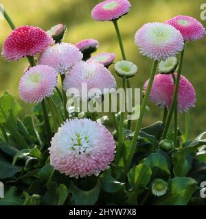 close-up of fesh bellis perennis in a flowerpot Stock Photo
