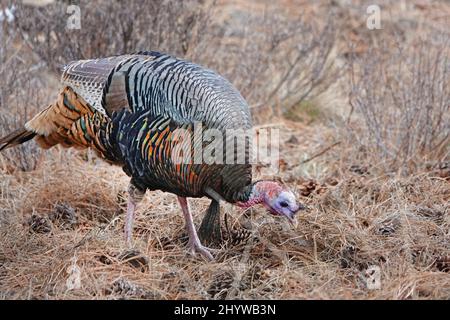 An American wild turkey, Meleagris gallopavo, a common wild bird in many states in the United States. These were in the eastern Cascade Mountains of O Stock Photo