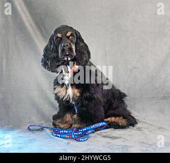 Portrait of an American Cocker Spaniel, black, white, and tan. Stock Photo