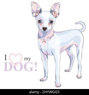 color sketch of shorthair deer-head white cute dog Chihuahua breed smiling Stock Vector